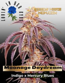 Moonage Daydream Feminized Seeds (space) Lovin In Her Eyes