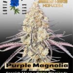 Purple Magnolia Feminized Seeds - Lovin In Her Eyes
