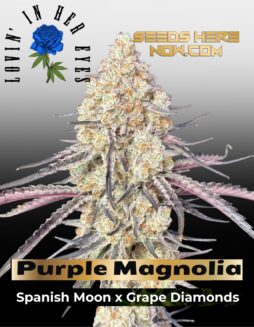 Purple Magnolia Feminized Seeds (space) Lovin In Her Eyes