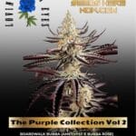 The Purple Collection Vol 2 (Feminized) - Lovin In Her Eyes