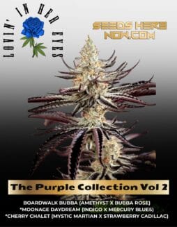 The Purple Collection Vol 2 Feminized Seeds (space) Lovin In Her Eyes