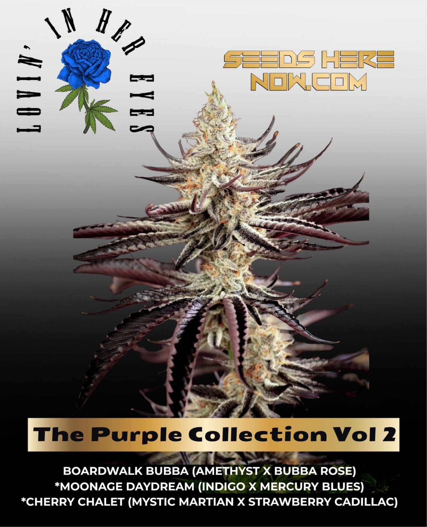 The Purple Collection Vol 2 Feminized Seeds - Lovin In Her Eyes