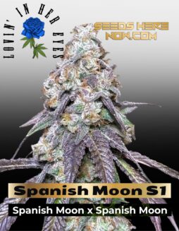 Spanish Moon S1 Feminized Seeds (space) Lovin In Her Eyes