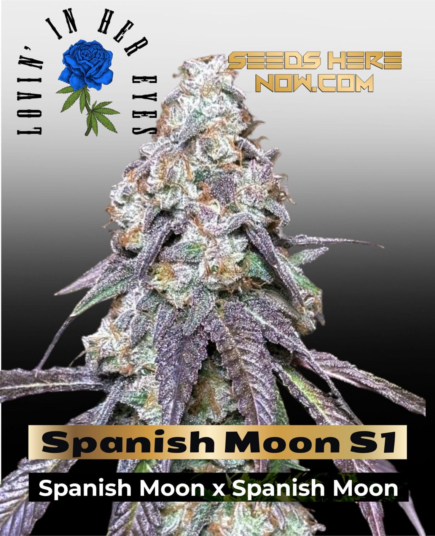 Spanish Moon S1 Feminized Seeds - Lovin In Her Eyes