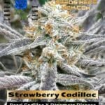 Strawberry Cadillac Feminized Seeds - Lovin In Her Eyes