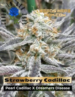 Strawberry Cadillac Feminized Seeds (space) Lovin In Her Eyes
