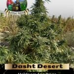 Dasht Desert (Regular) - Landrace Warden