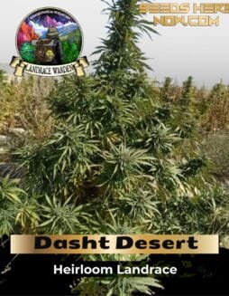 Dasht Desert (Regular) (space) Landrace Warden