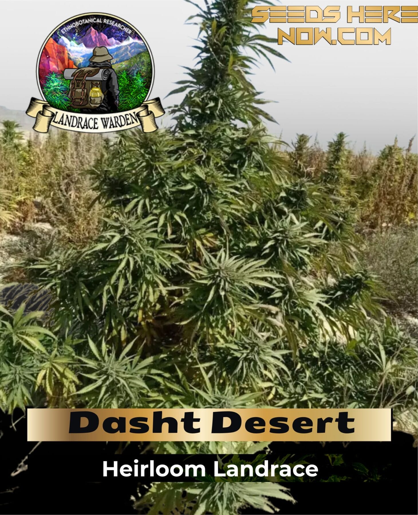 Dasht Desert (Regular) - Landrace Warden