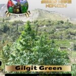 Gilgit Green (Regular) - Landrace Warden
