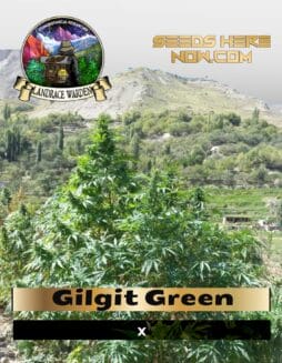 Gilgit Green (Regular) (space) Landrace Warden