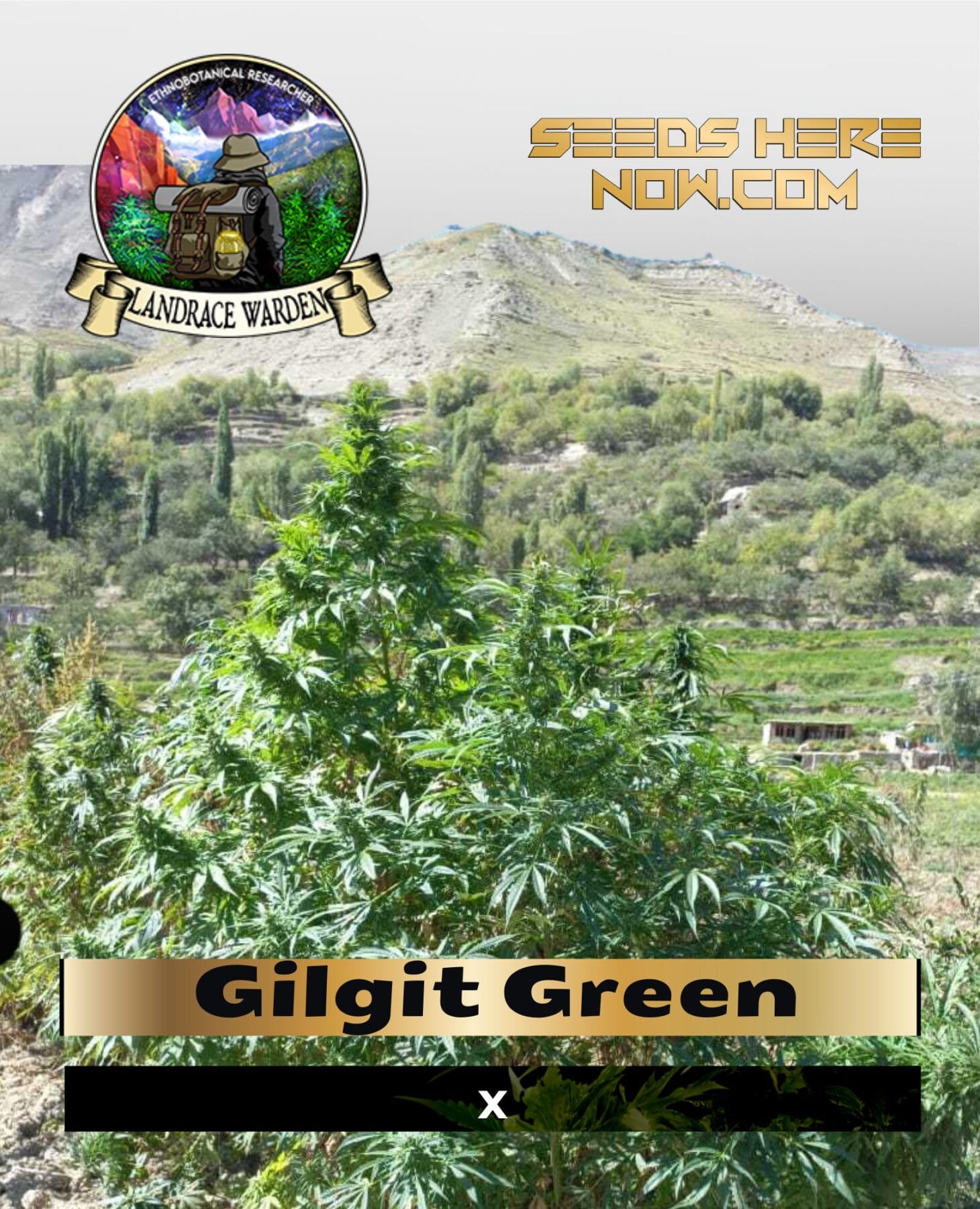 Gilgit Green (Regular) - Landrace Warden