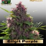 Gilgit Purple (Regular) - Landrace Warden
