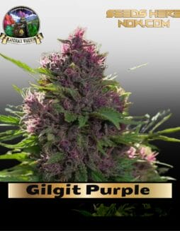 Gilgit Purple (Regular) (space) Landrace Warden