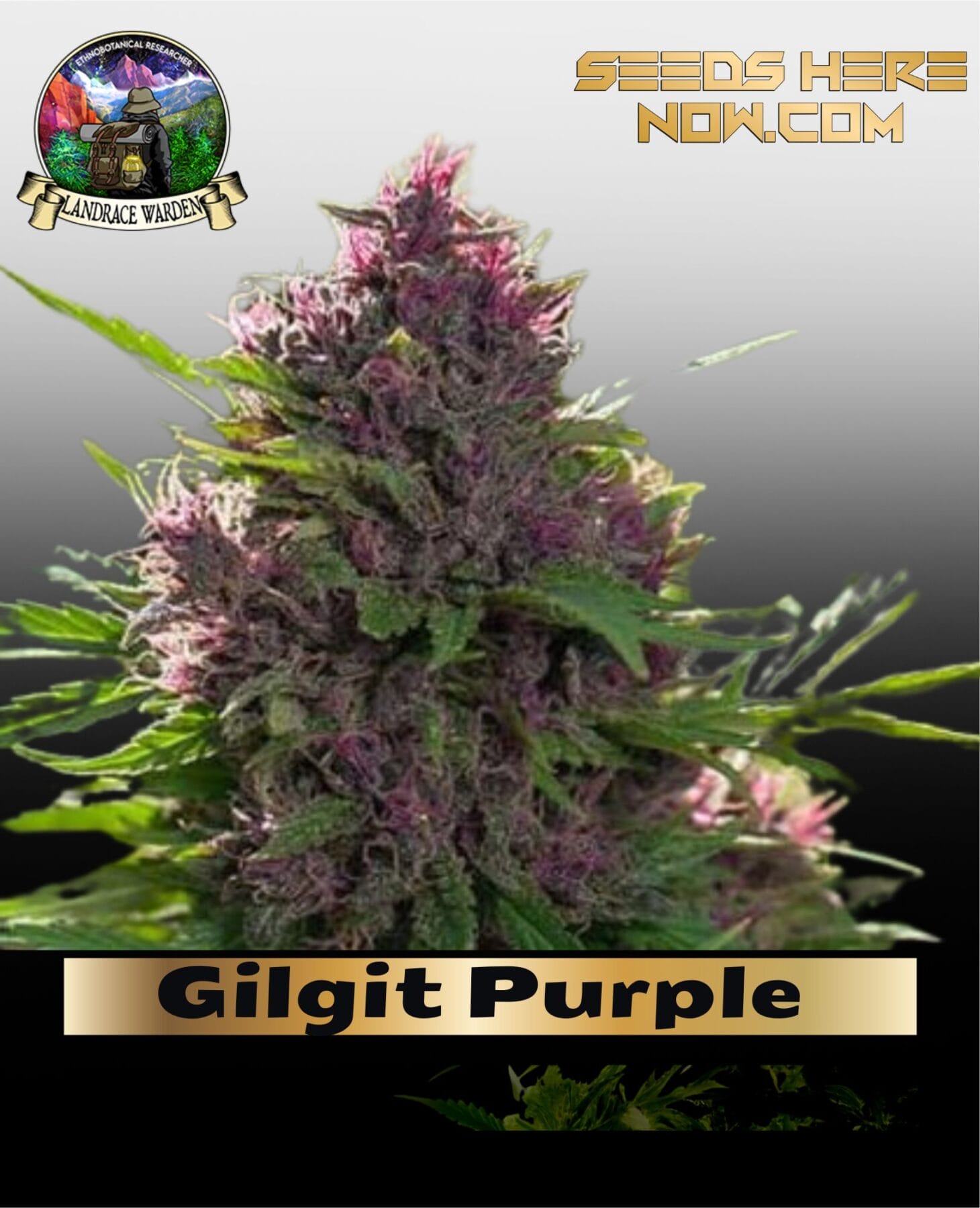 Gilgit Purple (Regular) - Landrace Warden