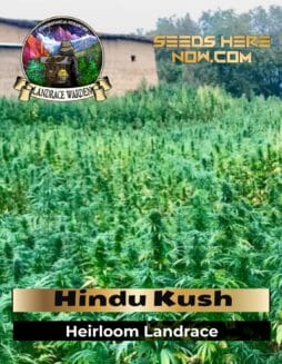 Hindu Kush (Regular) (space) Landrace Warden