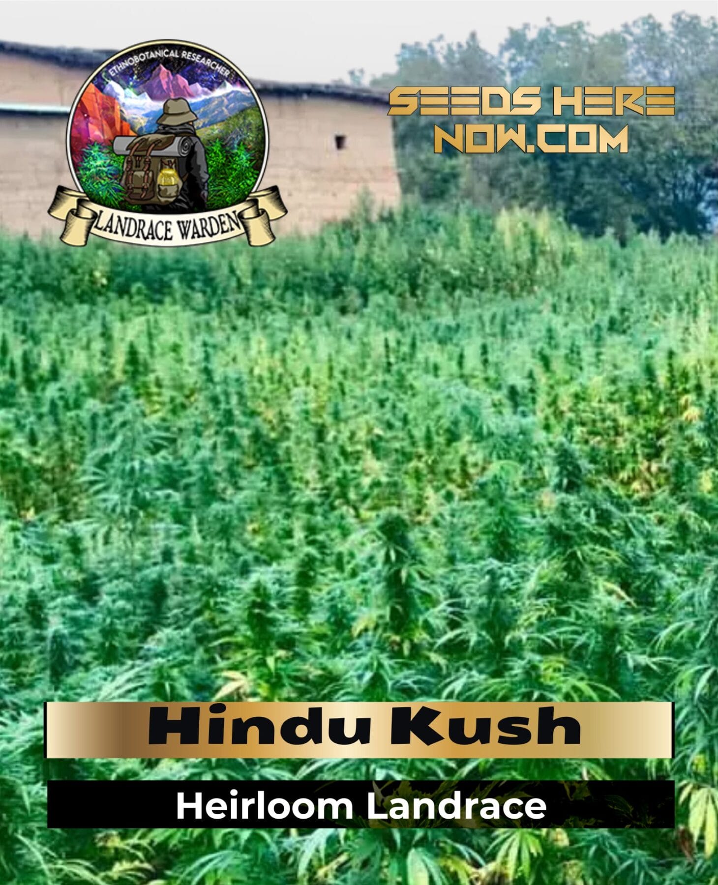 Hindu Kush (Regular) - Landrace Warden