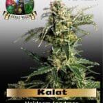 Kalat (Regular) - Landrace Warden