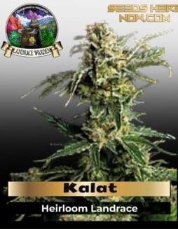 Kalat (Regular) (space) Landrace Warden