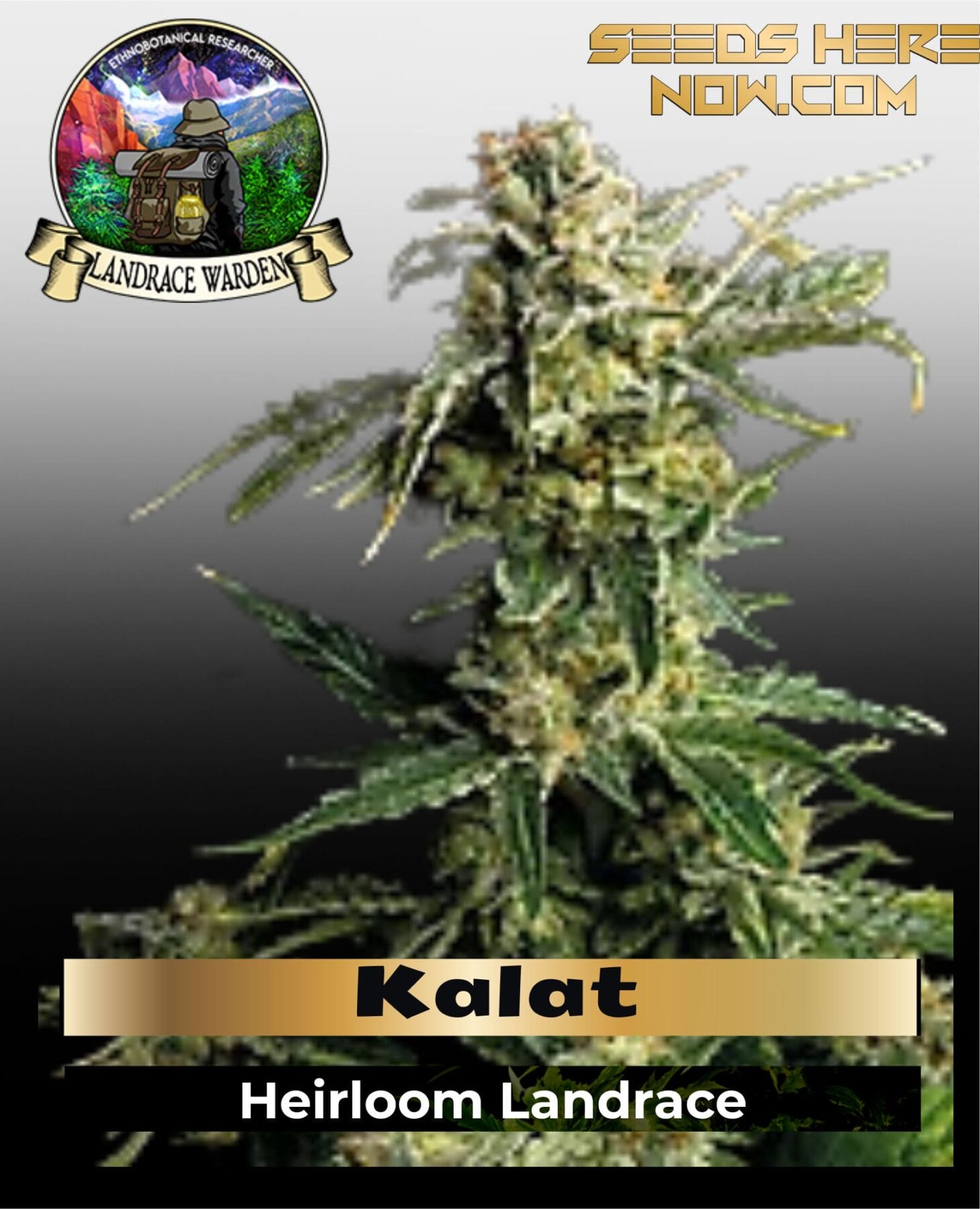 Kalat (Regular) - Landrace Warden