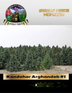 Kandahar Arghandab #1 (Regular) (space) Landrace Warden