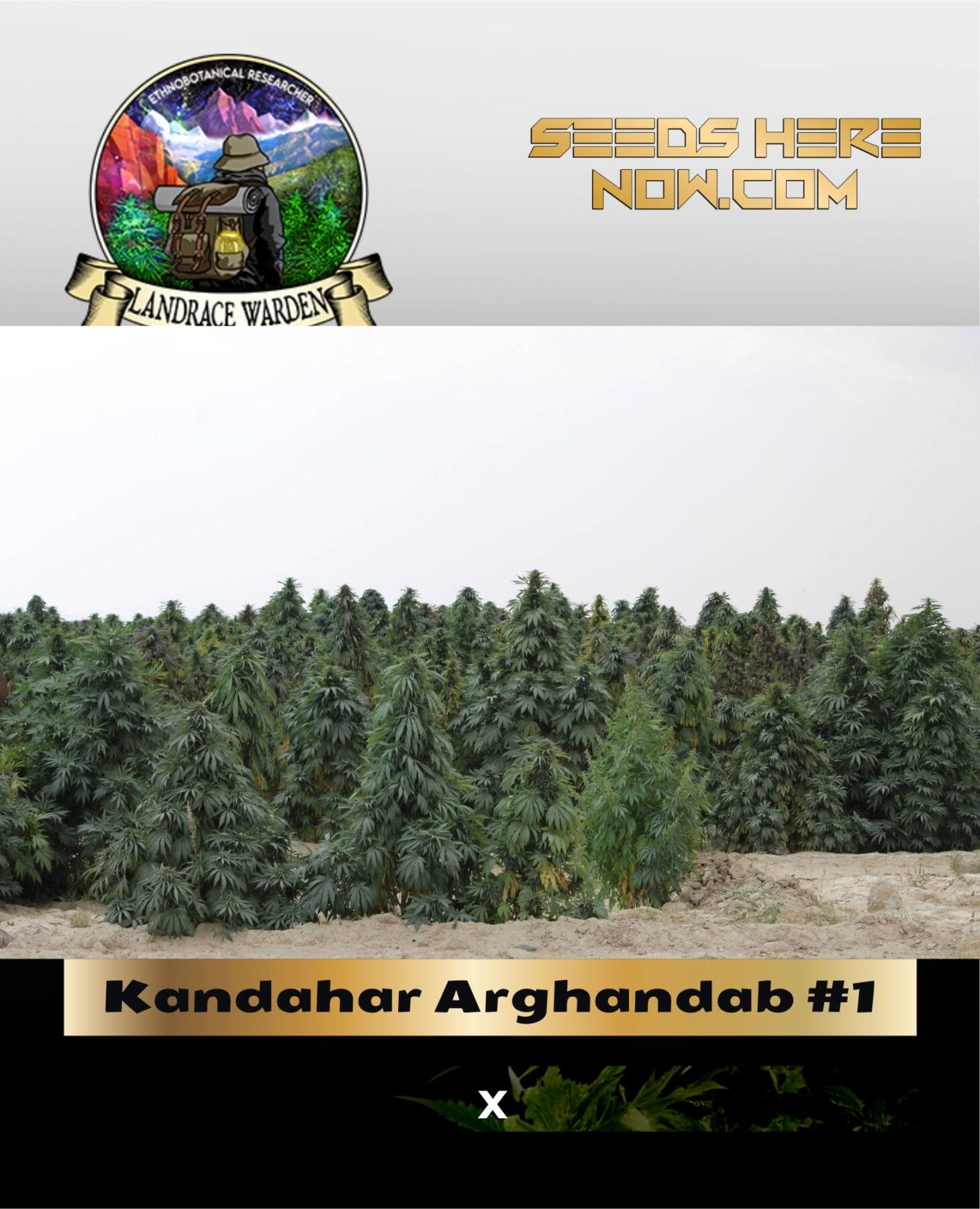 Kandahar Arghandab #1 (Regular) - Landrace Warden