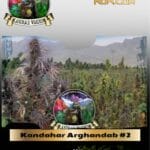 Kandahar Arghandab #2 (Regular) - Landrace Warden