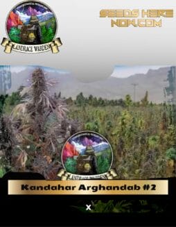Kandahar Arghandab #2 (Regular) (space) Landrace Warden