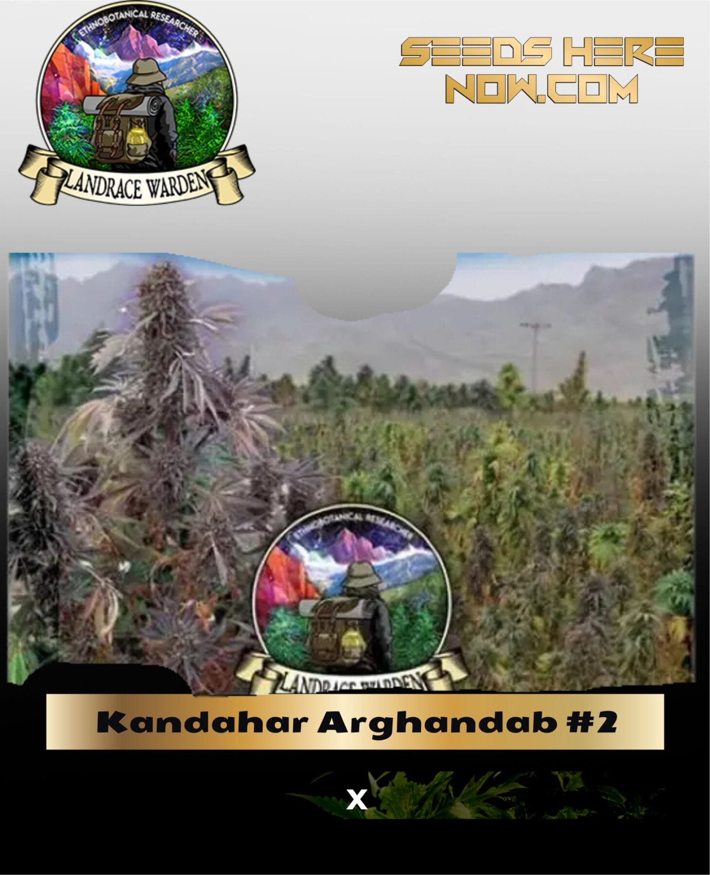 Kandahar Arghandab #2 (Regular) - Landrace Warden