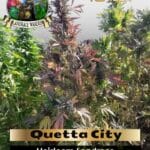 Quetta City (Regular) - Landrace Warden