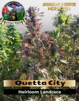 Quetta City (Regular) (space) Landrace Warden