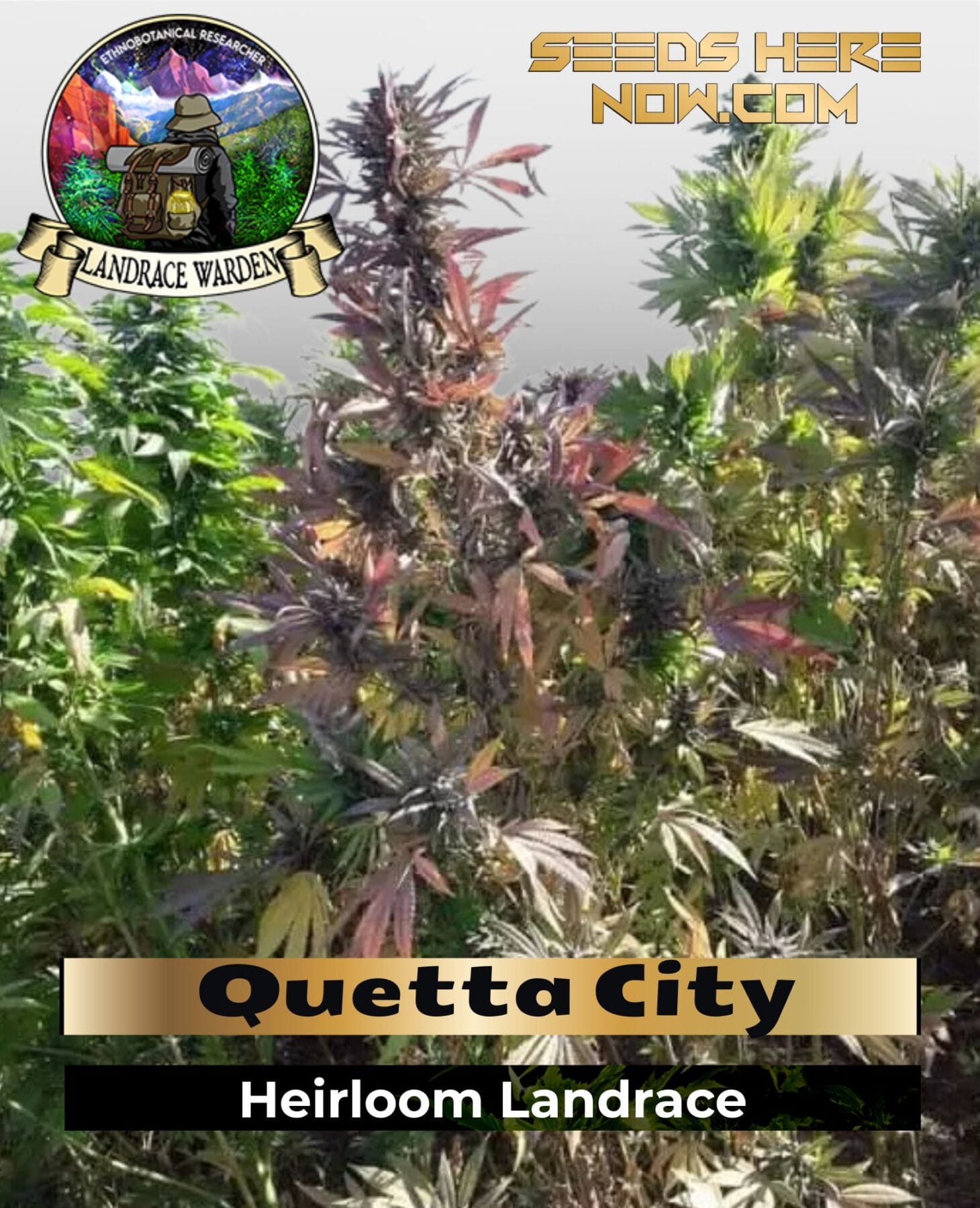 Quetta City (Regular) - Landrace Warden