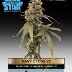 Navy Cross V2 (Feminized) - Blue Star Seed Co