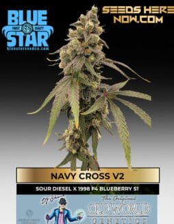 Navy Cross V2 feminized cannabis seeds by DJ Short