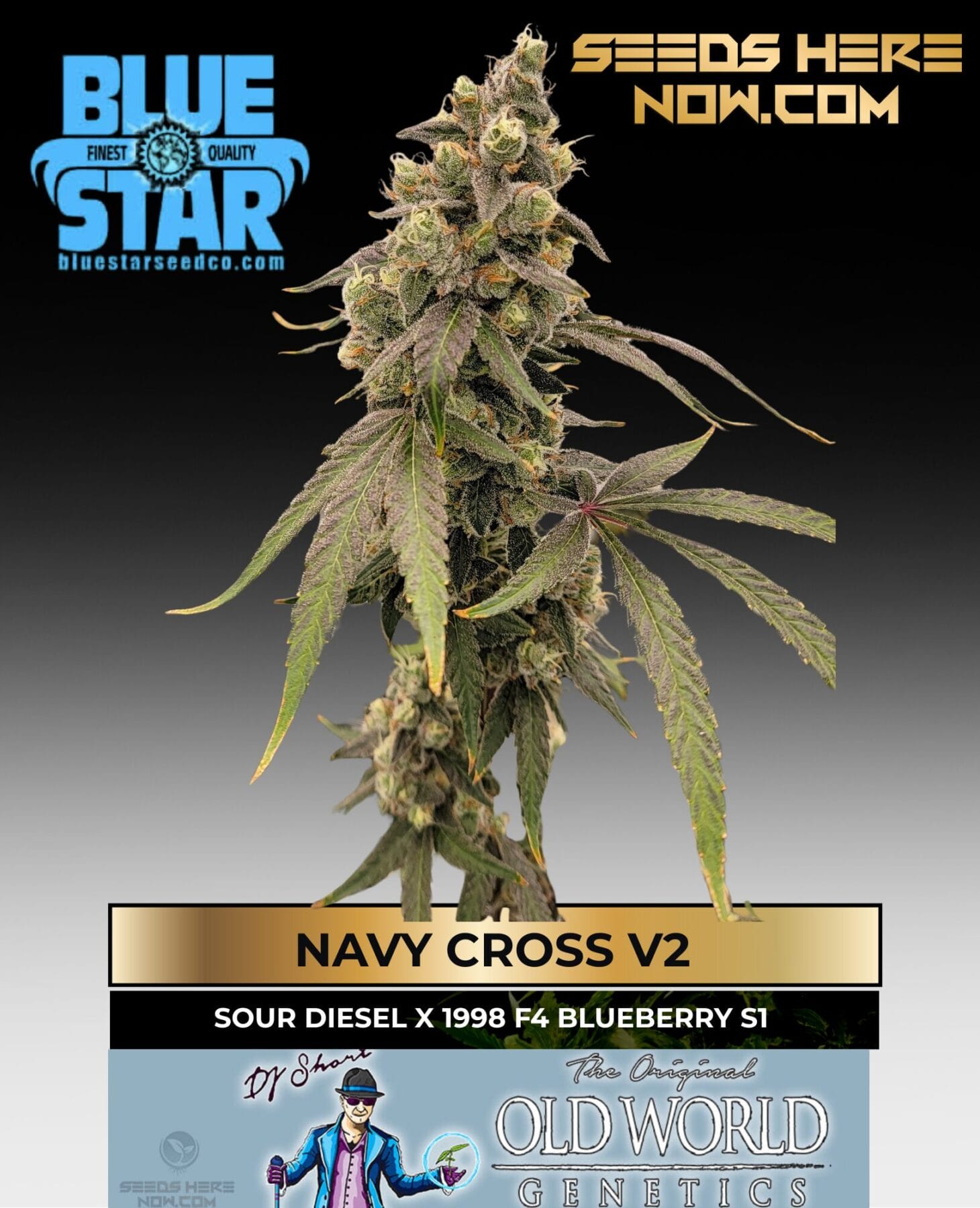 Navy Cross V2 feminized cannabis seeds by DJ Short