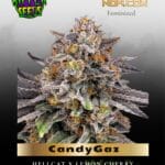 CandyGaz (Feminized) - Ripper Seeds