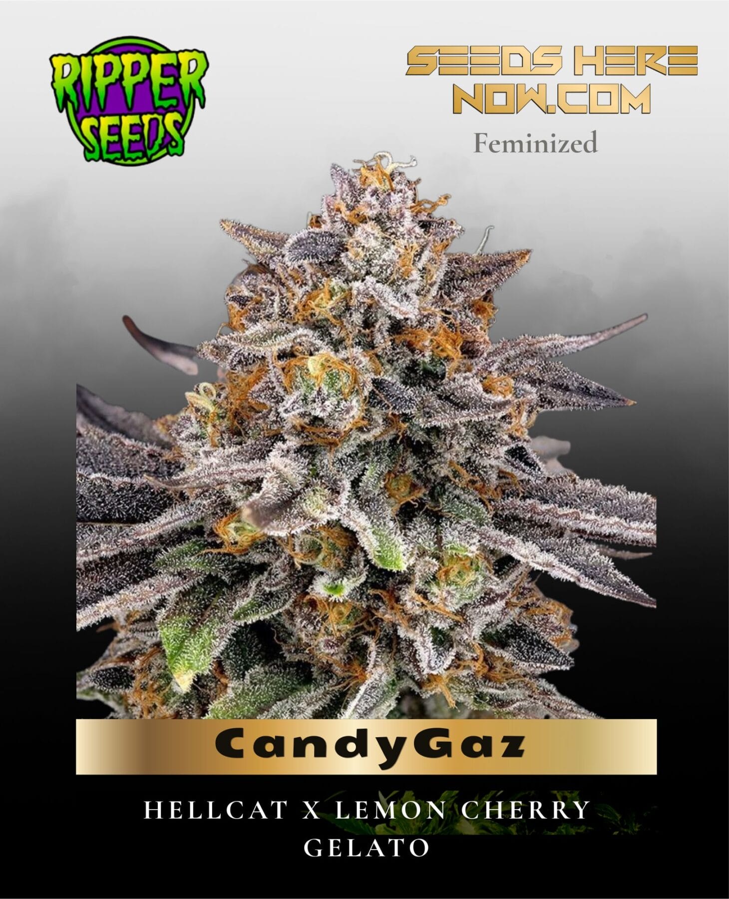 CandyGaz (Feminized) - Ripper Seeds