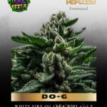 DO-G (Feminized) - Ripper Seeds