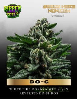 DO(space)G (Feminized) (space) Ripper Seeds