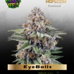 EyeBallz (Feminized) - Ripper Seeds