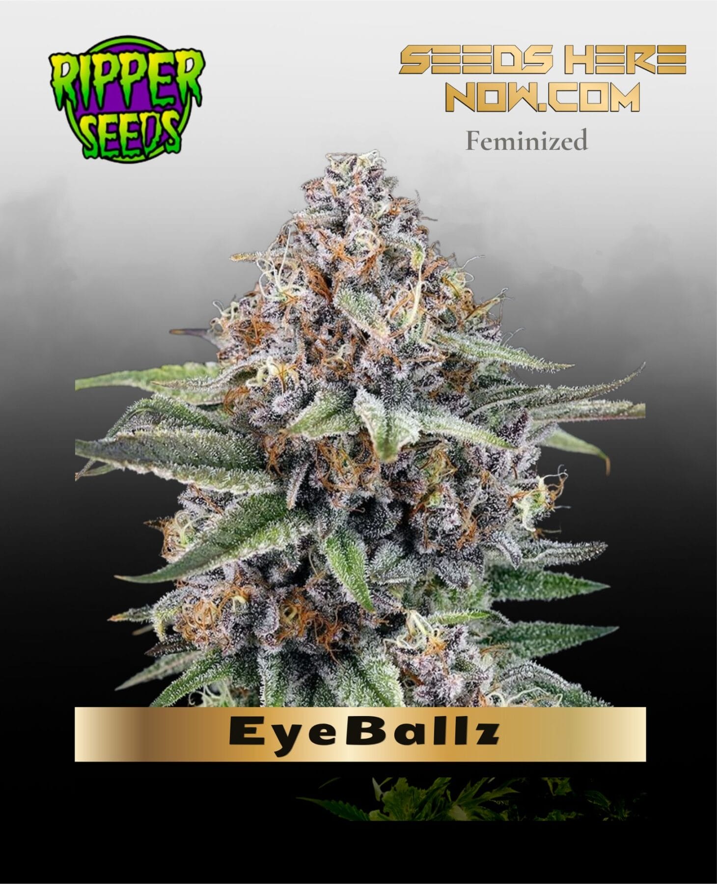 EyeBallz (Feminized) - Ripper Seeds