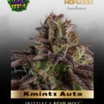 Kmintz Auto (Feminized) - Ripper Seeds