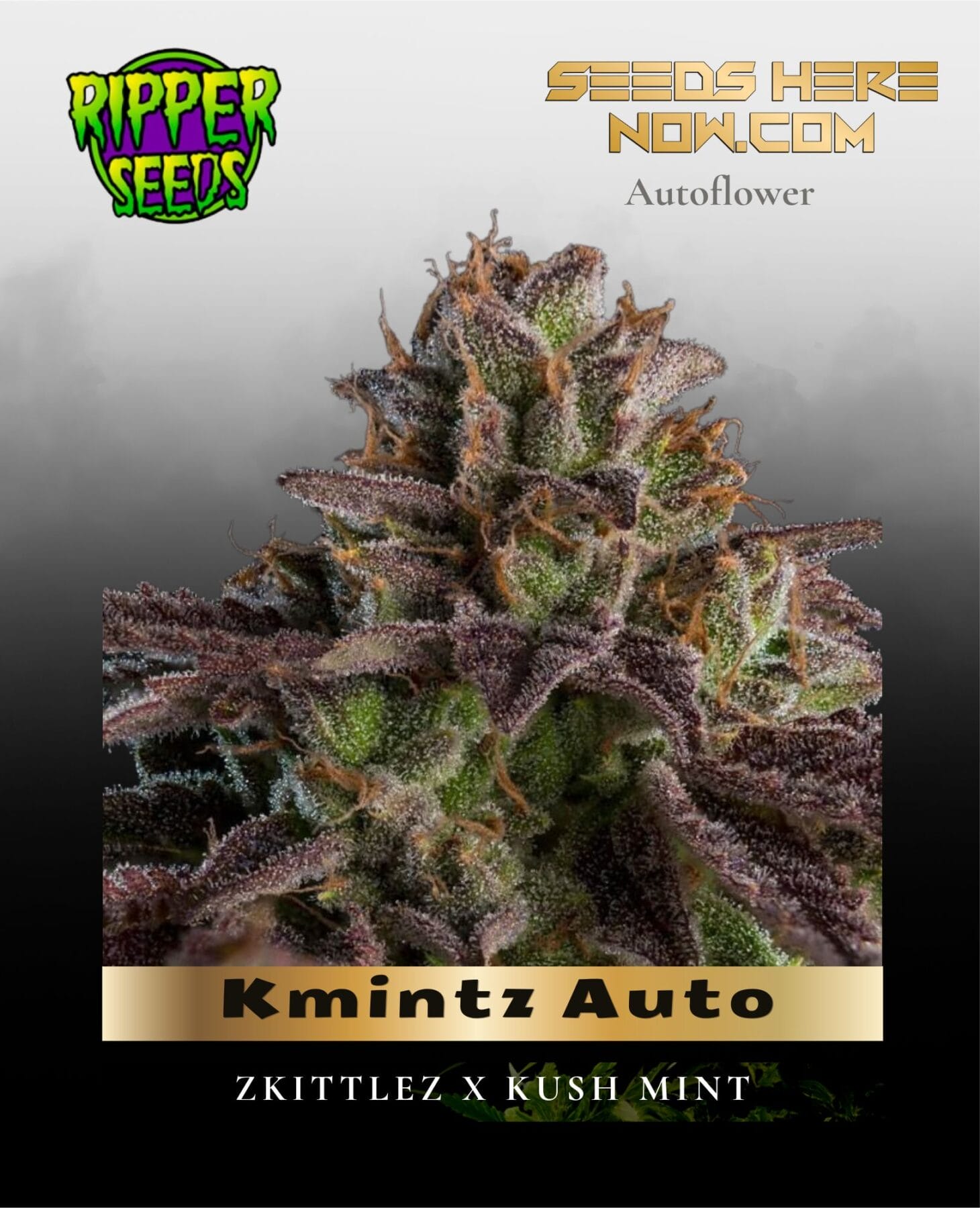 Kmintz Auto (Feminized) - Ripper Seeds