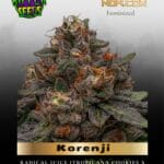 Korenji (Feminized) - Ripper Seeds