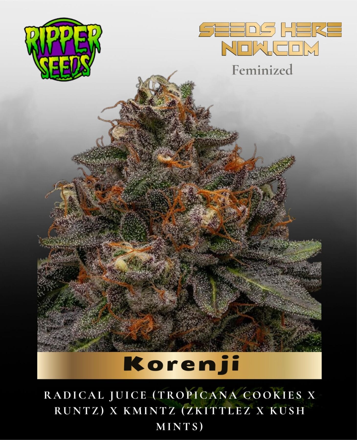 Korenji (Feminized) - Ripper Seeds