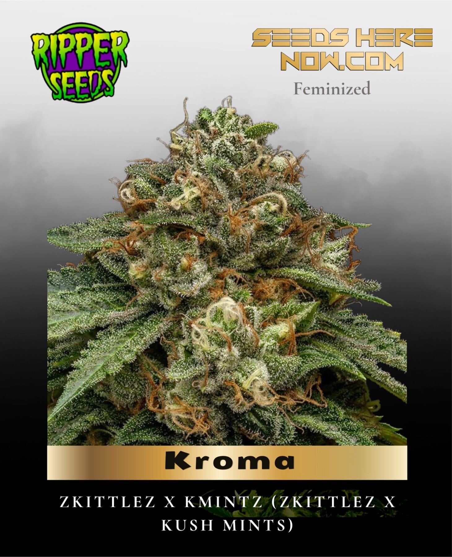 Kroma (Feminized) - Ripper Seeds