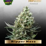 Ripper Haze (Feminized) - Ripper Seeds