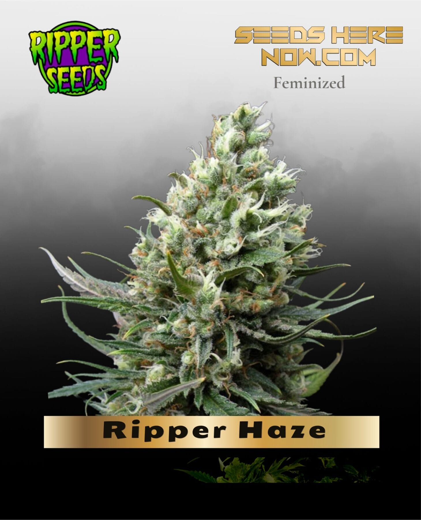 Ripper Haze (Feminized) - Ripper Seeds