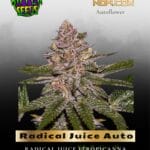 Radical Juice Auto (Feminized) - Ripper Seeds
