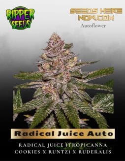 Radical Juice Auto (Feminized) (space) Ripper Seeds